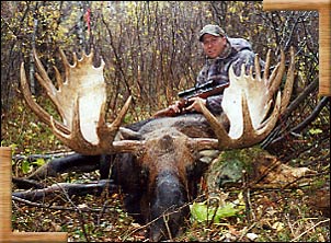 Monster of a bull moose